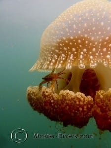A crab hitches a ride!