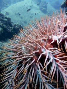 Crown of Thorns Starfish
