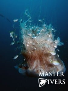 Jellyfish in the Depths