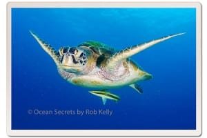 Green Turtle encounter at Twins dive site Koh Tao, Thailand