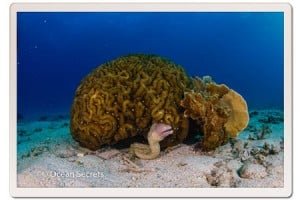 White-eyed Moray Eel at Koh Tao dive site, Twins