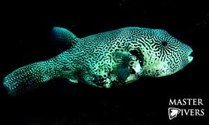 Pufferfish at Night