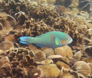 Parrot Fish