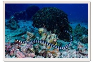 Sea Snake