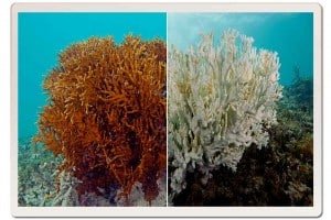 Coral Bleaching: Before and After