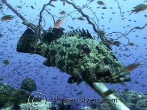 Grouper