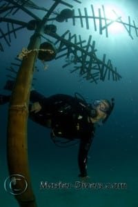 A Diver Swims Beneath the 'Coconut Monkey Tree'