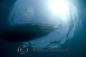 Master Divers141