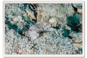 Nudi Branch in Koh Tao