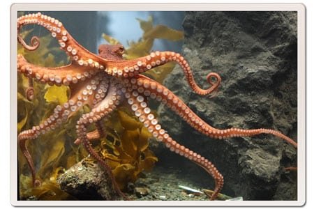 Octopolis-octopus-city