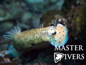 Nudibranchs