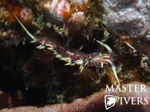 Nudibranch