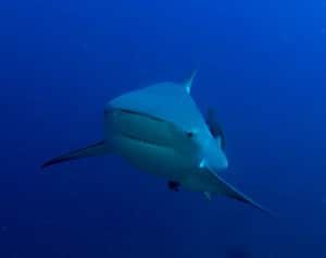 Shark 4