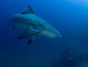 Shark at Chumphon Pinnacle