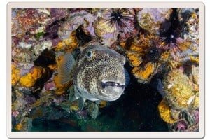 Diving in Koh Tao, PufferFish