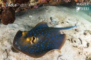Stingray1