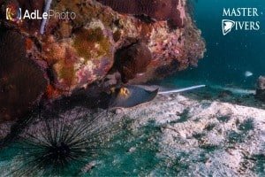 Stingray2