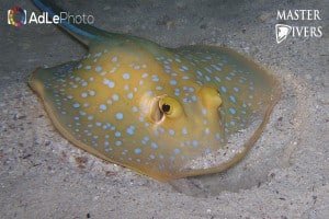 Stingray3