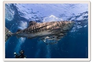 Whale Shark in the shallows with diver in Koh Tao Thailan 