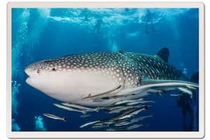 Whale ahark and cleaner fish, Koh Tao, Thailand