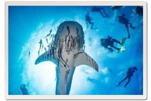 Whale shark with divers 