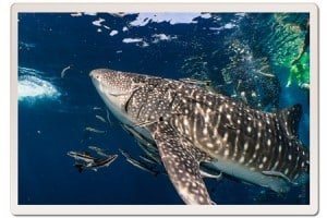 Whale Shark Cruising in Koh Tao Thailand