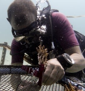 bsac