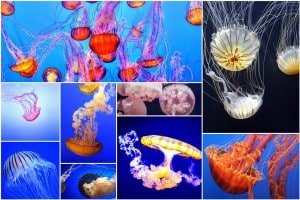 jellyfish-smack