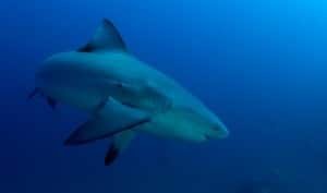 shark-2