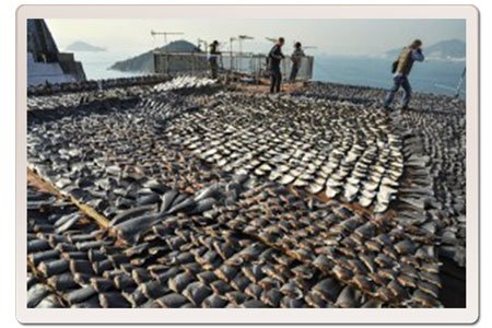 shark fins out to dry