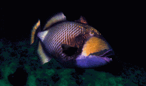 triggerfish