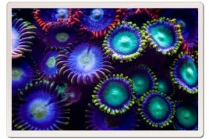 UV Corals