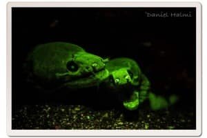 Moray Eels Under UV Light