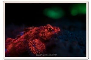 Scorpion Fish under UV Light