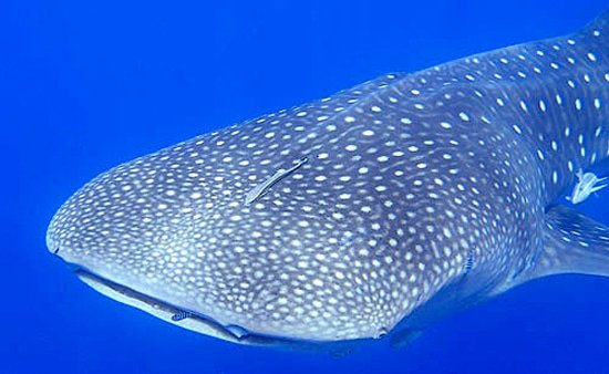 OLYMPUS DIGITAL CAMERA whale shark