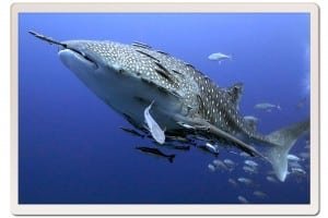 Whale Shark!