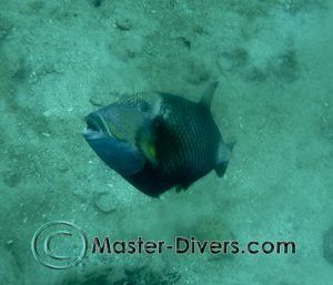 Feisty Fish !