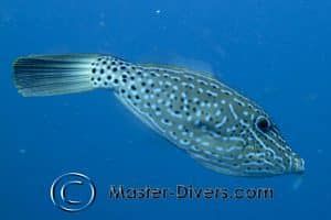 Filefish