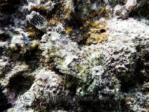 Scorpionfish