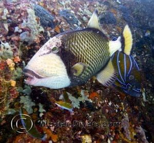 Triggerfish