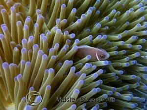 Anemonefish