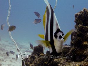 Bannerfish