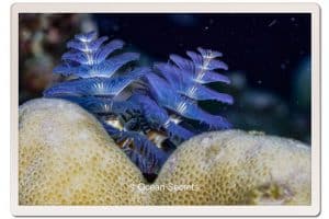 Weekly Dive Report - July 7th - July 13th
