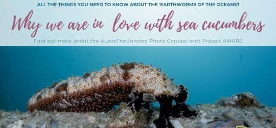 why-we-are-in-love-with-sea-cucumbers