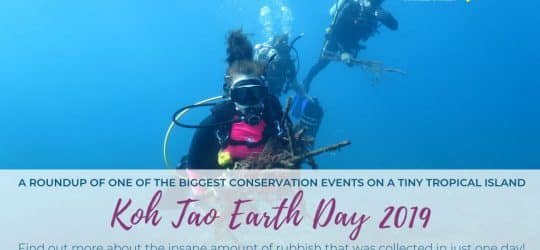 Koh-Tao-Earth-Day-2019