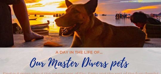 a-day-in-the-life-of-our-master-divers-pets.jpg