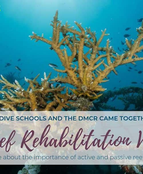 Coral Reef Rehabilitation Workshop