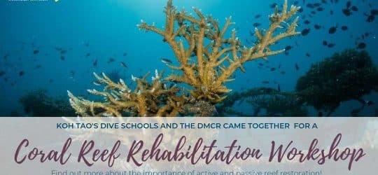 coral-reef-rehabilitation-workshop