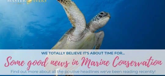 Good-news-in-marine-conservation