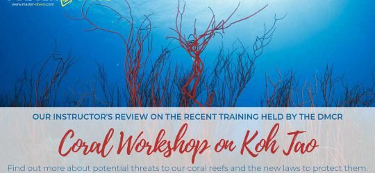 coral-workshop-on-koh-tao